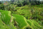 Индонезия. Рисовые поля