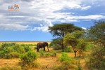 Танзания. Слон в саванне